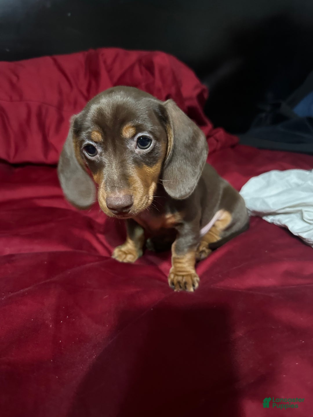 Dachshund dogs for sale: Dachshund Puppy 3 - Ad 6