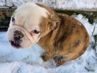 English Bulldog dogs Ambition - Ad 8