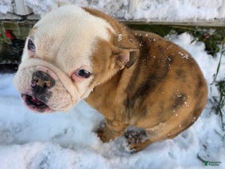 English Bulldog dogs Ambition - Ad 34