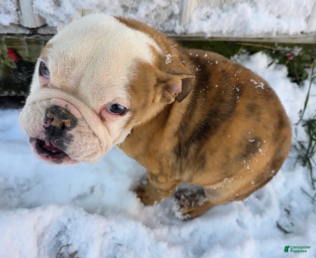 English Bulldog dogs for sale: Ambition  - Ad 1