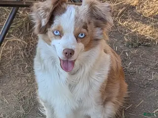 Toy Australian Shepherd dogs for sale: Toy Australian Shepherd FLOWER - Ad 1