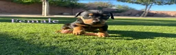Doberman Pinscher dogs for sale: Akira F3 - Ad 1