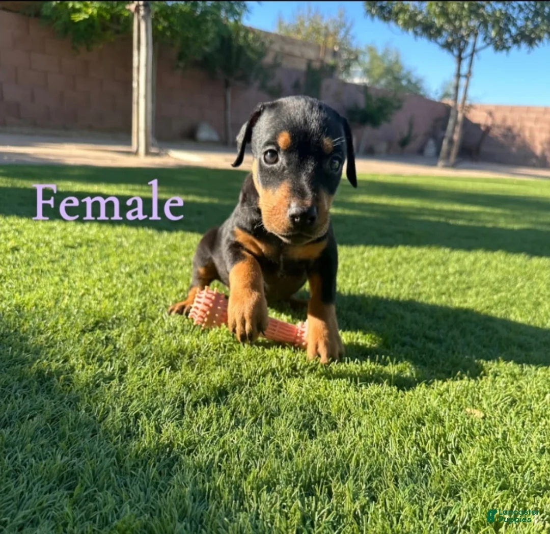 Doberman Pinscher dogs for sale: Akira F3 - Ad 1