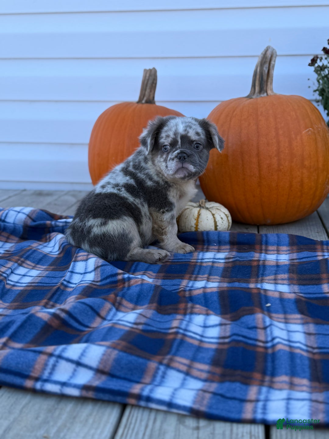 French Bulldog dogs for sale: achilles - Ad 5