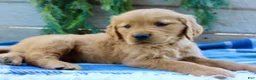 Golden Retriever dogs for sale: Buddy - Ad 2