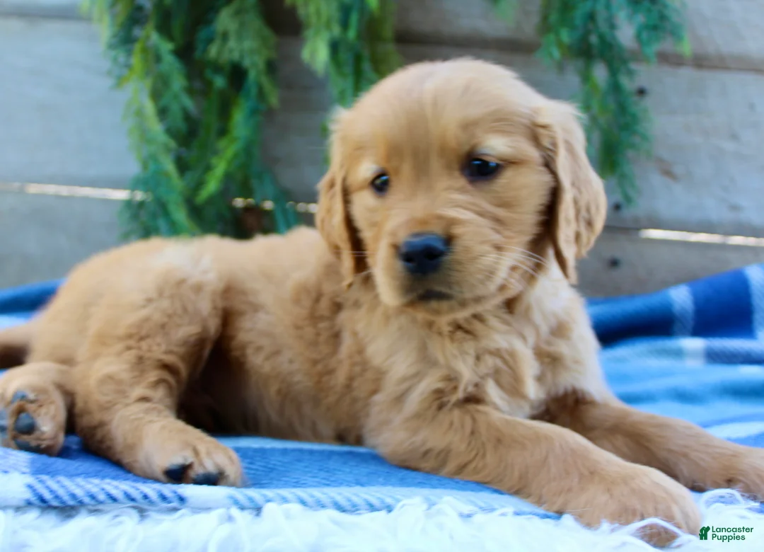 Golden Retriever dogs for sale: Buddy - Ad 2