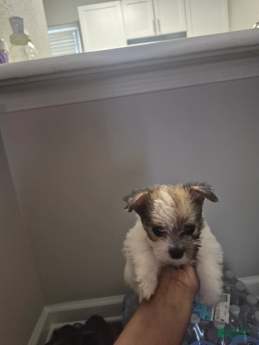 Mixed Breed dogs for sale: Puncho - Ad 2