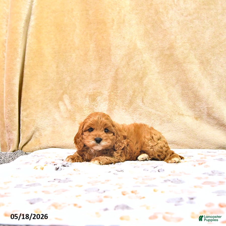 Cavapoo dogs Milton - Ad 2