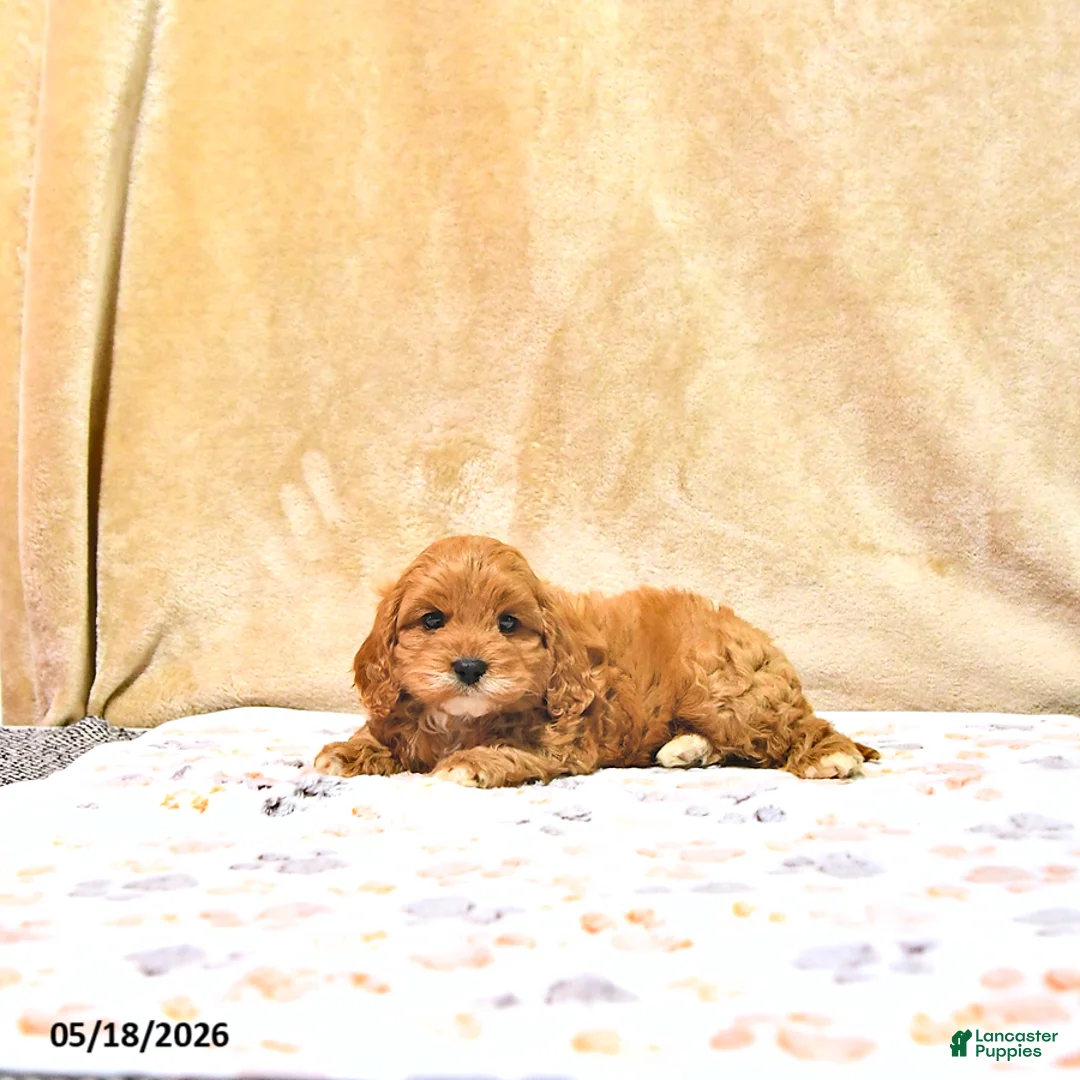 Cavapoo dogs for sale: Milton - Ad 2