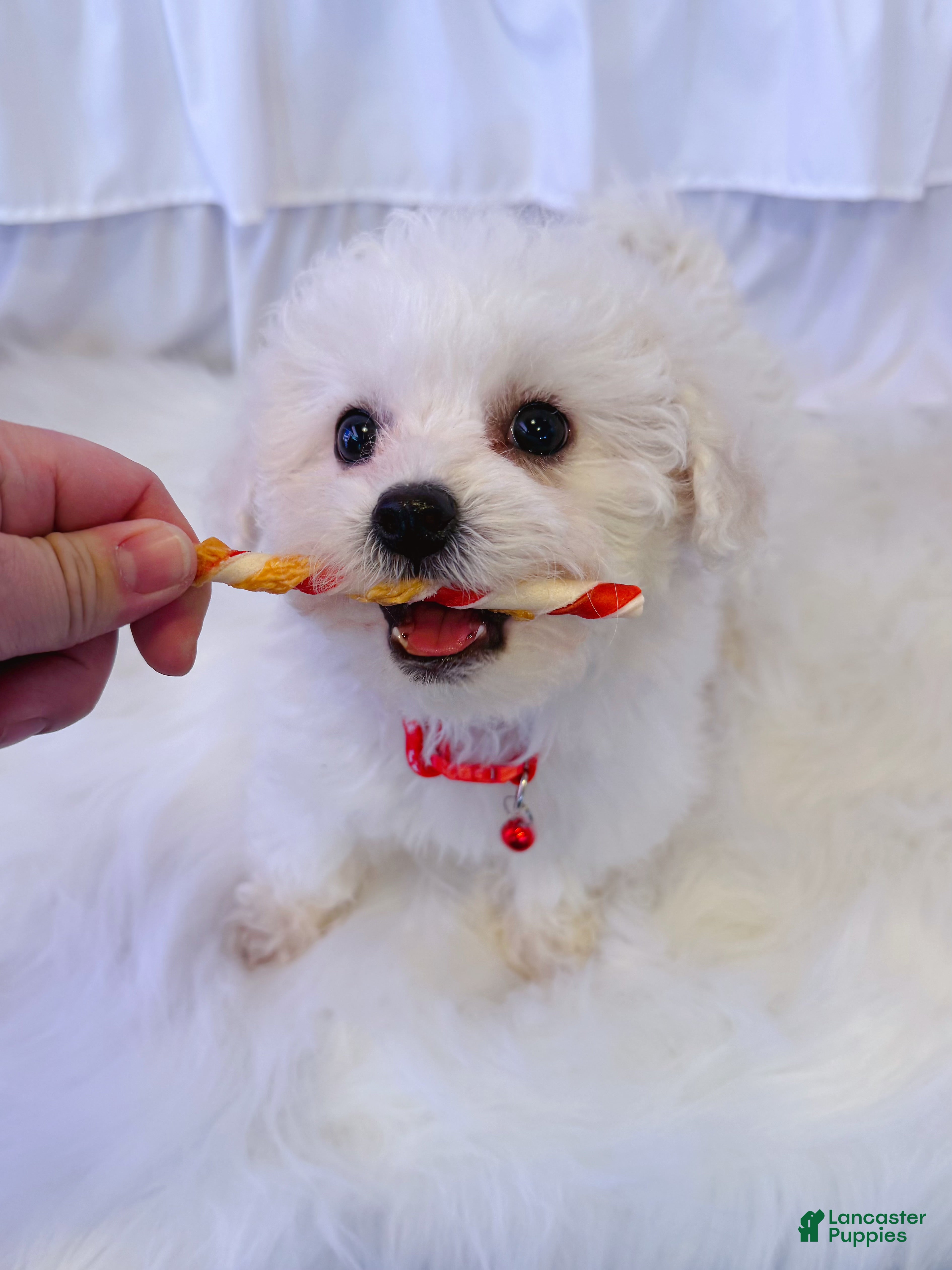 Bichon Frise dogs 🩷Snowy🩷 - Ad 10