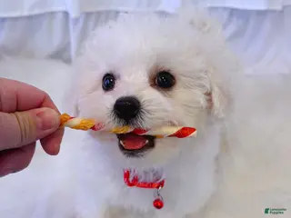 Bichon Frise dogs 🩷Snowy🩷 - Ad 10