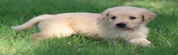 Golden Retriever dogs for sale: Archie - Ad 4