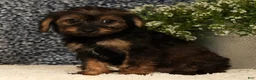 Yorkiepoo dogs for sale: Urban - Ad 4