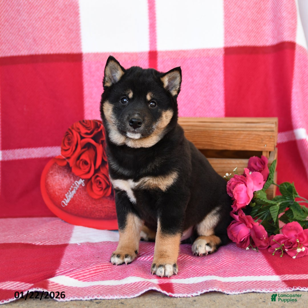 Shiba Inu dogs for sale: Burt - Ad 1