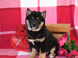 Shiba Inu dogs Burt - Ad 12