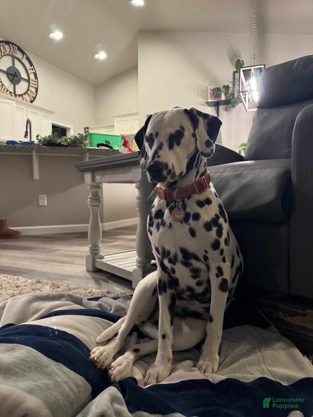 Dalmatian dogs for sale: Lila - Ad 4