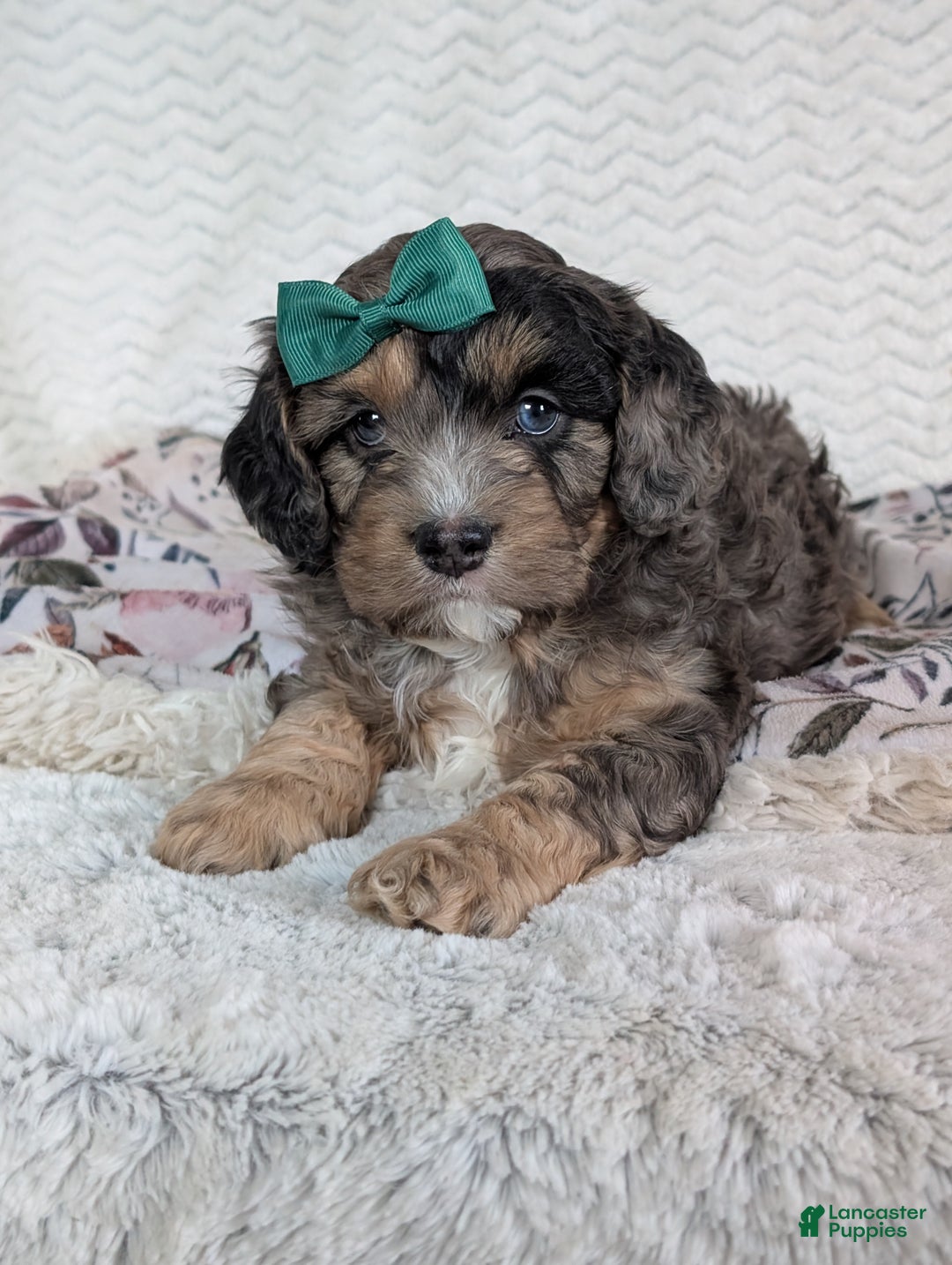 Cavapoo dogs for sale: Charlie  - Ad 15