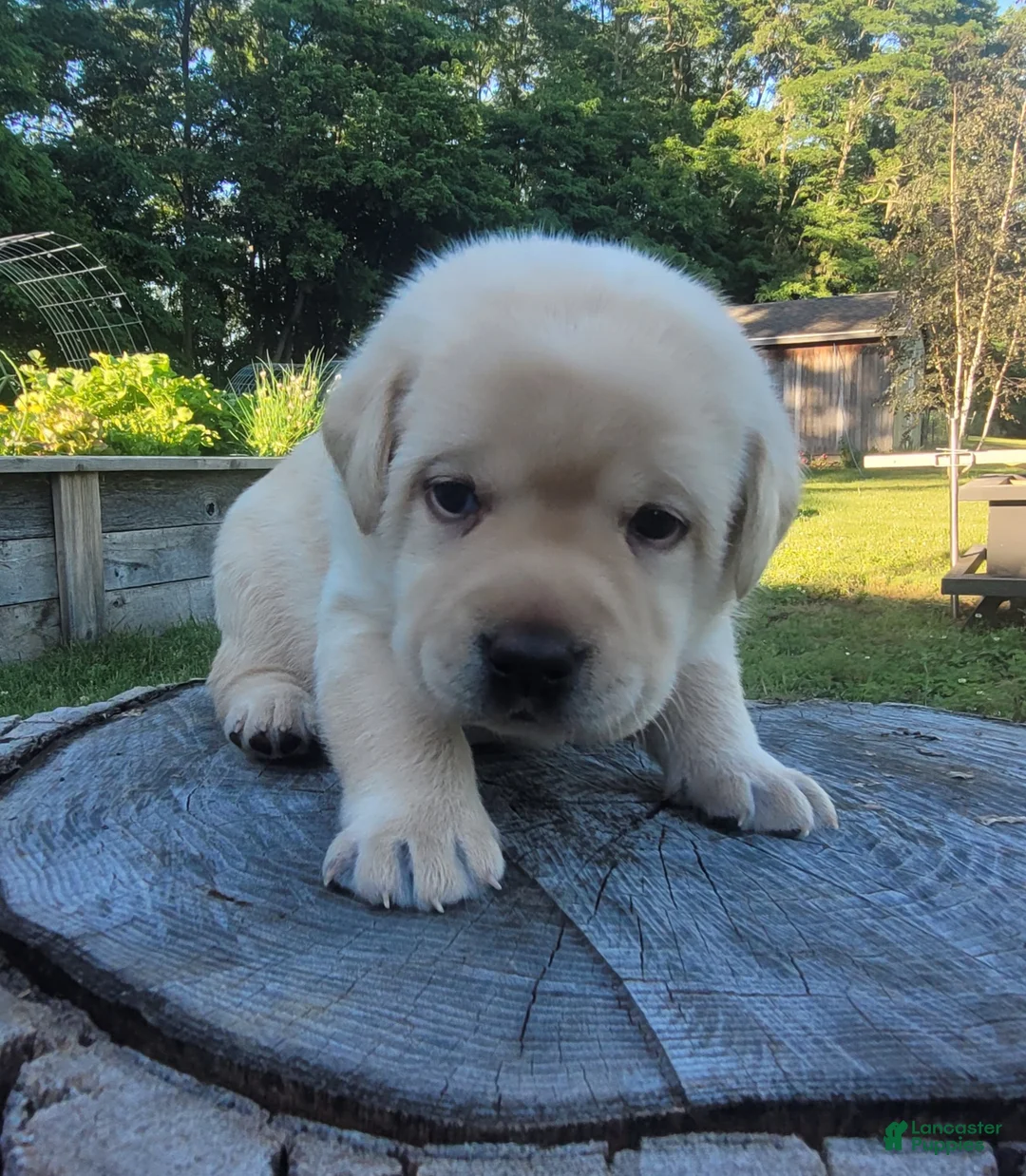Labrador Retriever dogs for sale: Leo  - Ad 1