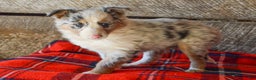 Mixed Breed dogs for sale: Petunia - Ad 4