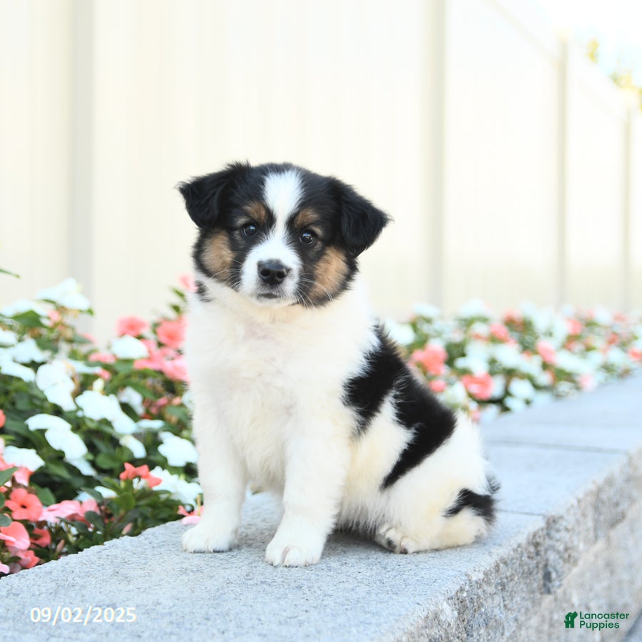 Miniature Australian Shepherd dogs Jack  - Ad 2