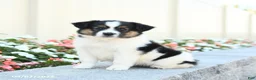 Miniature Australian Shepherd dogs for sale: Jack  - Ad 2