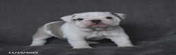 English Bulldog dogs for sale: Pearl - Ad 5