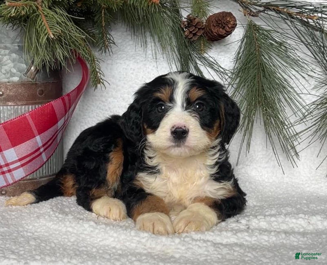 Mini Bernedoodle dogs for sale: Jenny - Ad 3