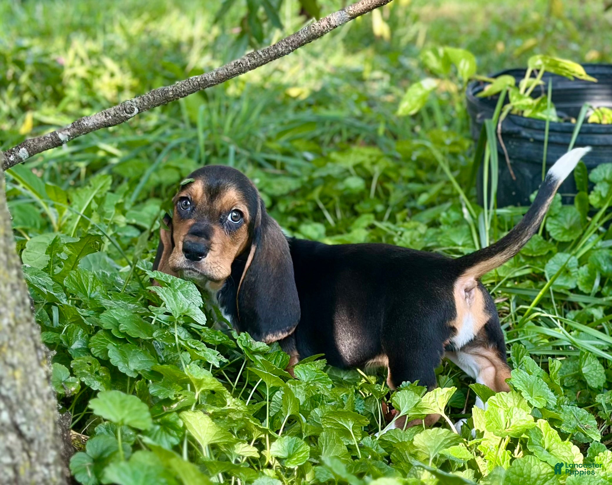 Basset Hound dogs Handsome Dan  - Ad 1