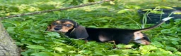 Basset Hound dogs for sale: Handsome Dan  - Ad 1