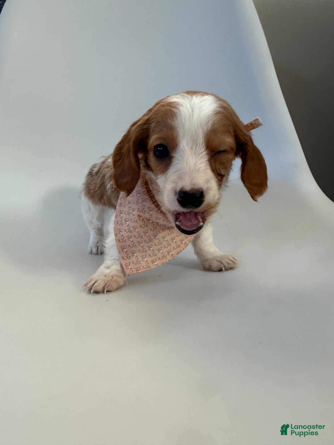 Miniature Dachshund dogs for sale: Lucy - Ad 11