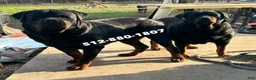 Rottweiler dogs for sale: Rottweiler Puppy 4 - Ad 4