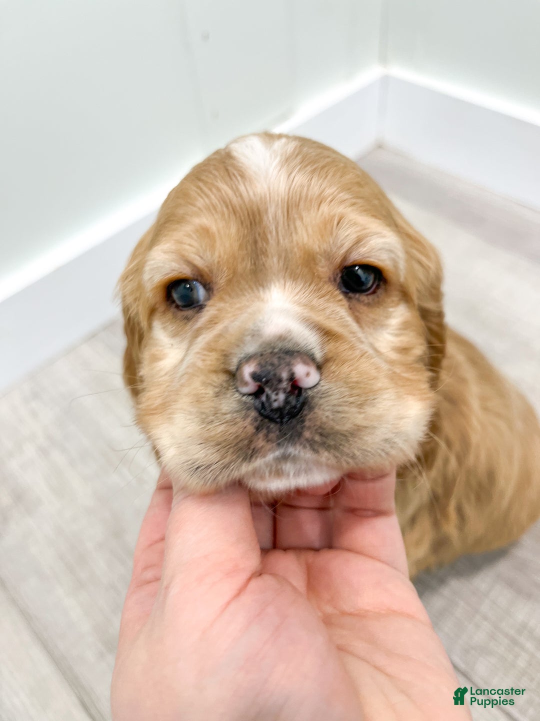 Cocker Spaniel dogs for sale: Henry - Ad 6