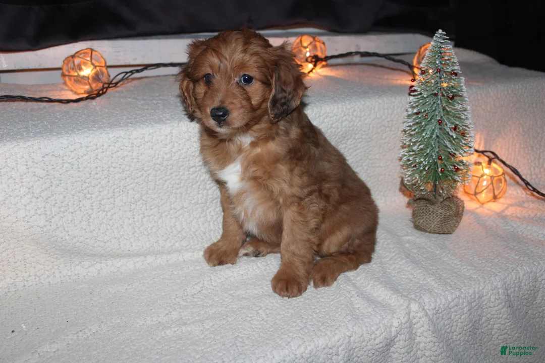 Mini Aussiedoodle dogs for sale: Mini Aussiedoodle Puppy 1 - Ad 3