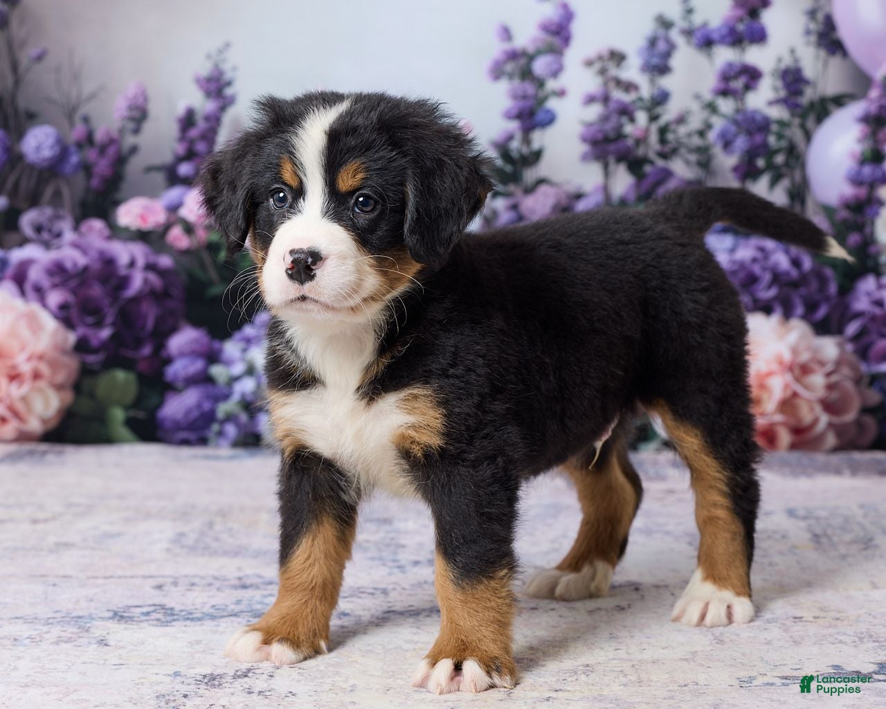 Bernese Mountain Dog dogs Marshal - Ad 1