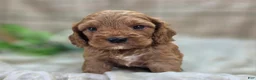 Cockapoo dogs for sale: Cashmere - Ad 12