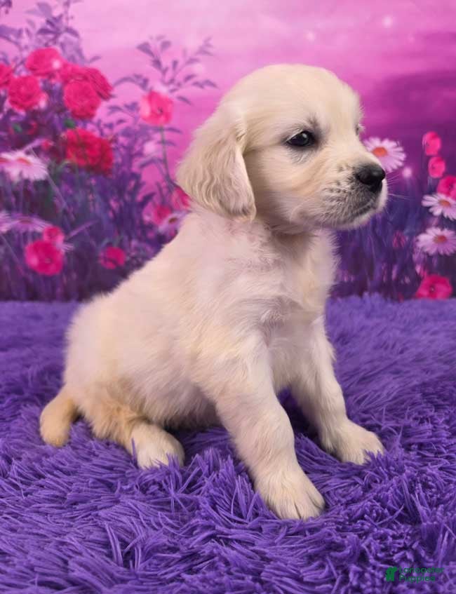 Golden Retriever dogs Louie - Ad 2