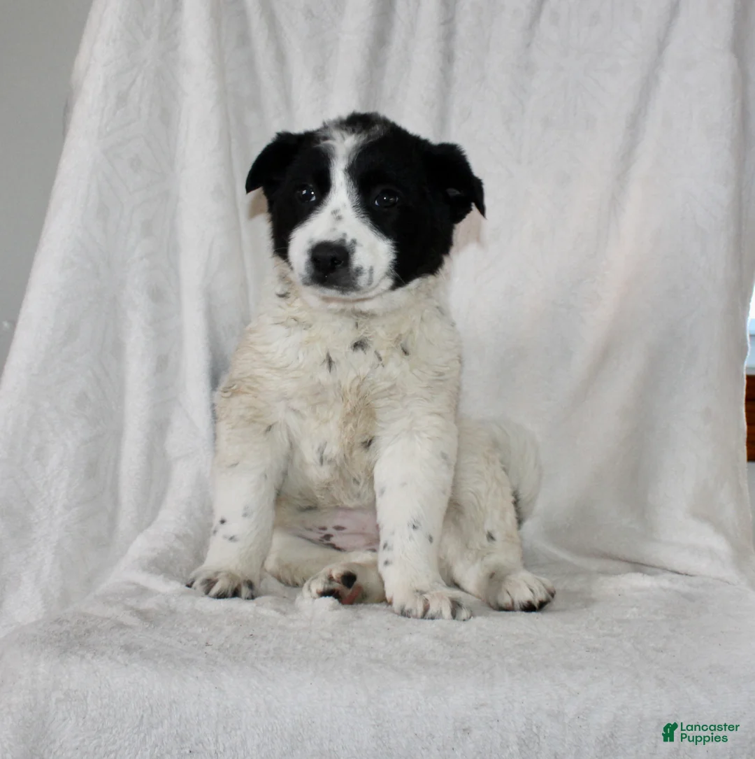 Australian Cattle Dog dogs for sale: Wilma  - Ad 1