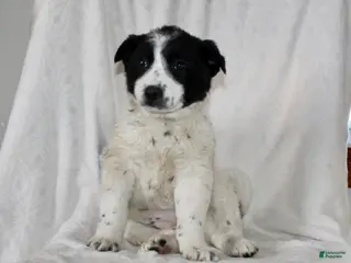 Australian Cattle Dog dogs Wilma - Ad 42