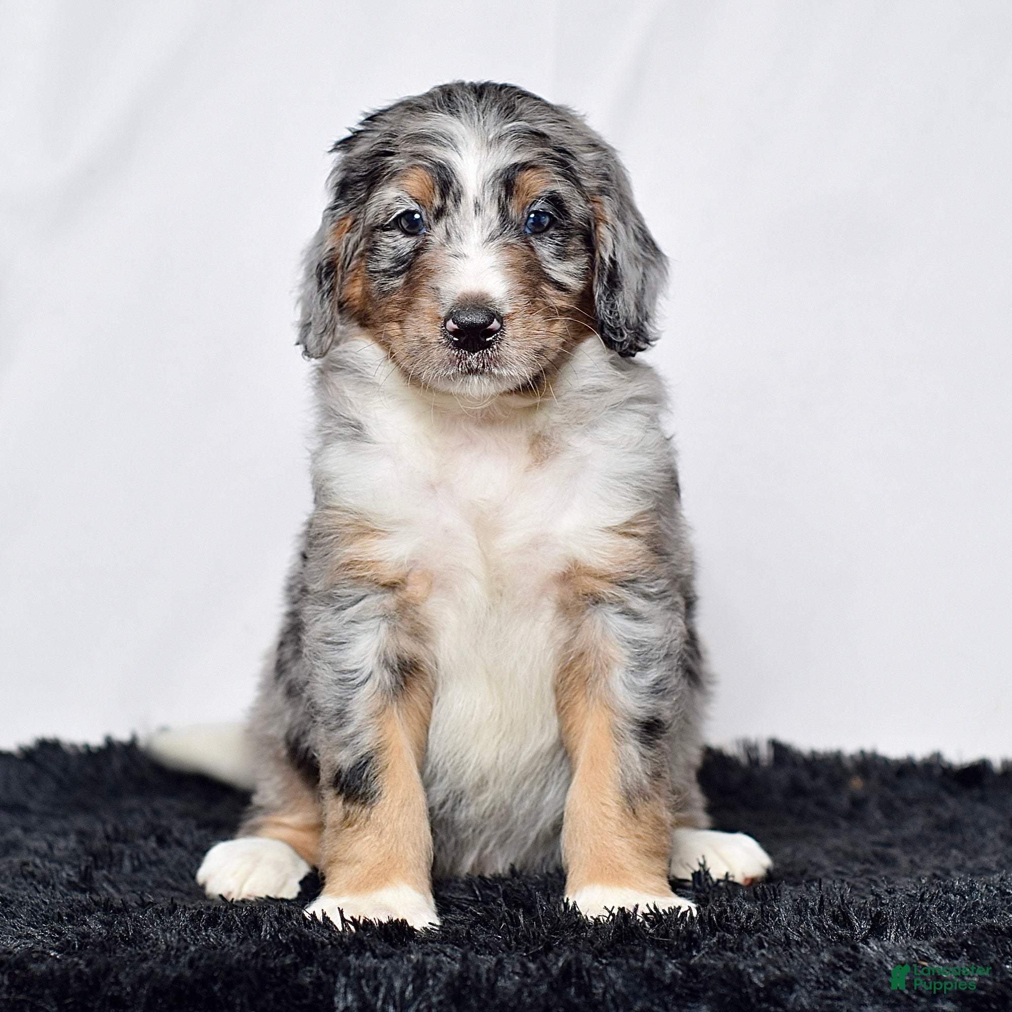 Bernedoodle dogs Mr. Hugo - Ad 2