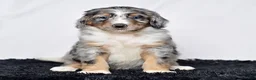 Bernedoodle dogs for sale: Mr. Hugo - Ad 2
