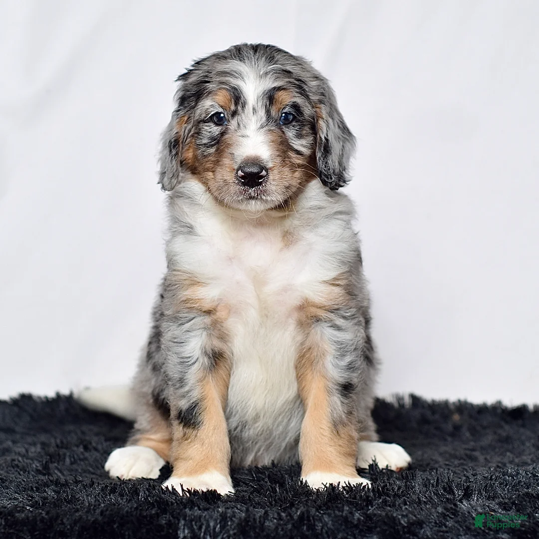 Bernedoodle dogs for sale: Mr. Hugo - Ad 2
