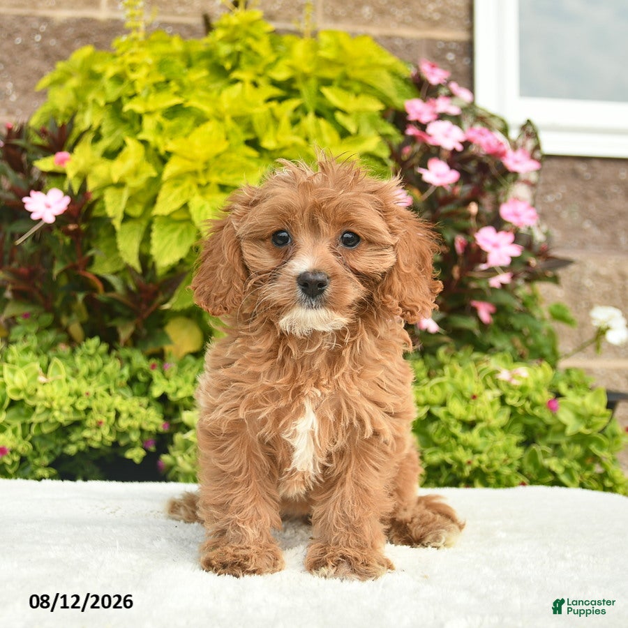Cavapoo dogs Izzie  - Ad 1