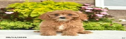 Cavapoo dogs for sale: Izzie  - Ad 1