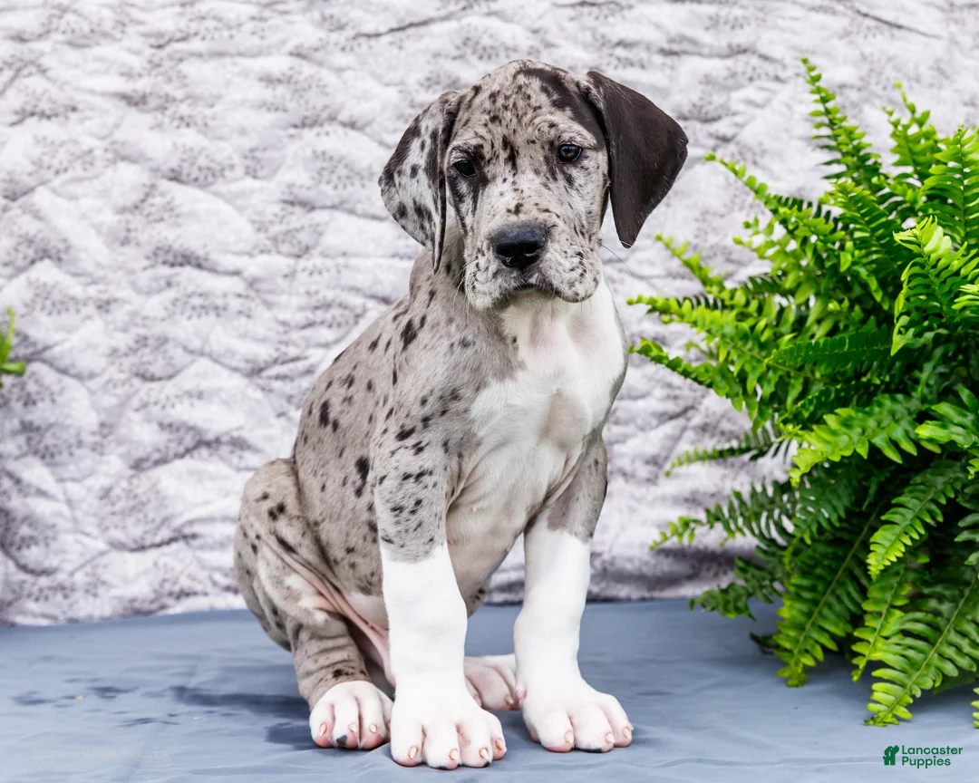 Great Dane dogs for sale: Zander - Ad 1