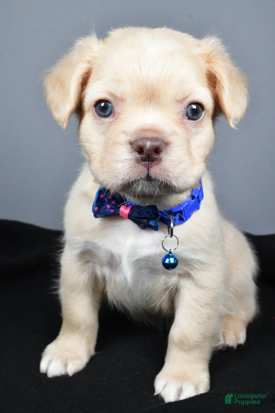 French Bulldog dogs for sale: Checkers - Ad 1