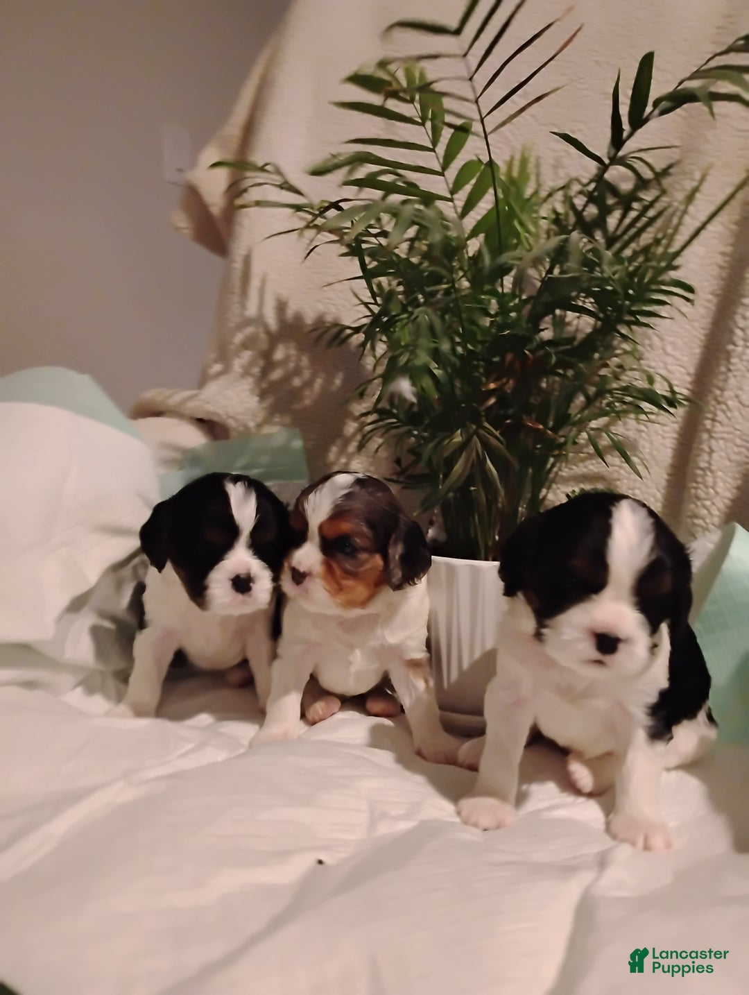 Cavalier King Charles Spaniel dogs for sale: Rhoda -Cavalier King Charles Spaniel Puppy 3 - Ad 4