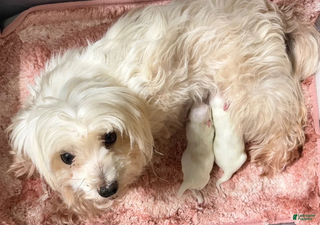 Morkie dogs for sale: Morkie 2 - Ad 5