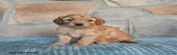Mini Goldendoodle dogs for sale: Serena   - Ad 10