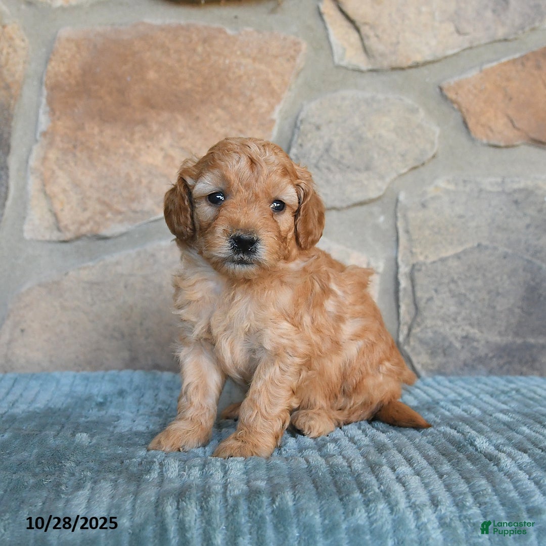 Mini Goldendoodle dogs for sale: Serena   - Ad 10