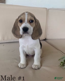 Beagle dogs Male 1 - Ad 1